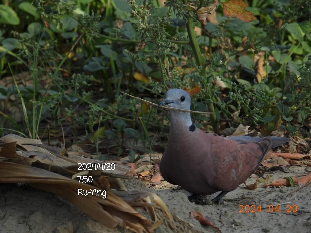 Red Collared-Dove - ML617644973