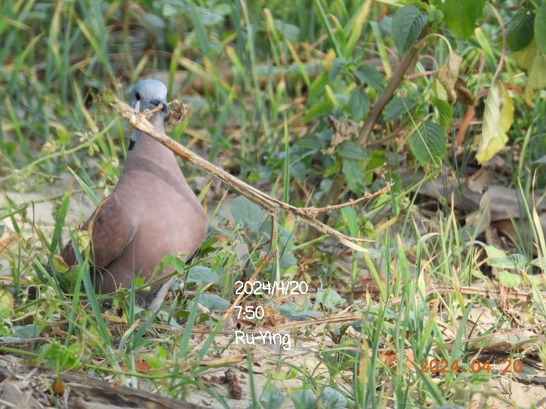 Red Collared-Dove - ML617644974