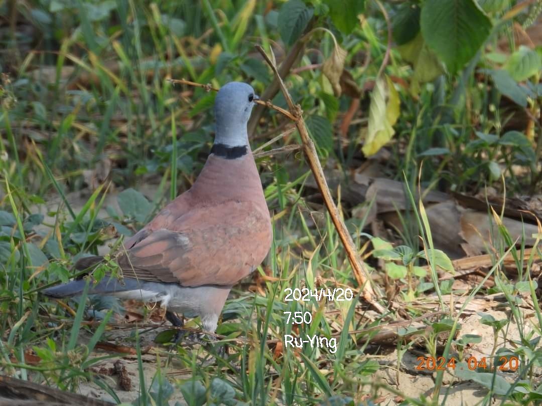 Red Collared-Dove - ML617644975