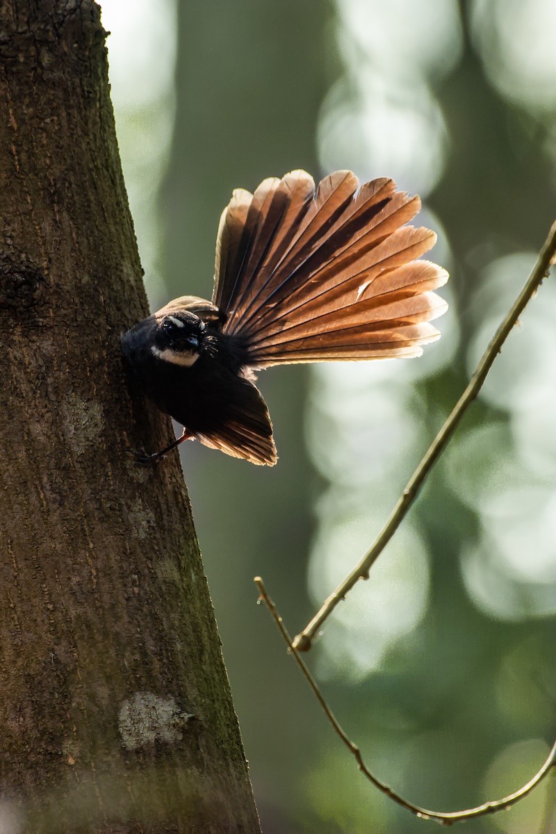 White-throated Fantail - ML617644982