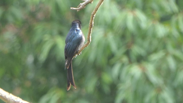 bronsedrongo - ML617644985