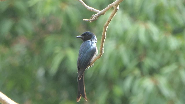 Bronzed Drongo - ML617644986