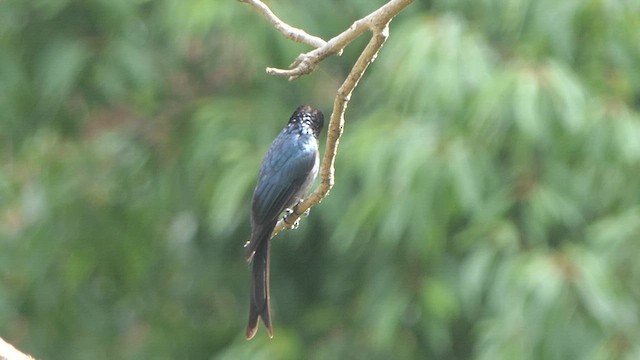 Bronzed Drongo - ML617644990