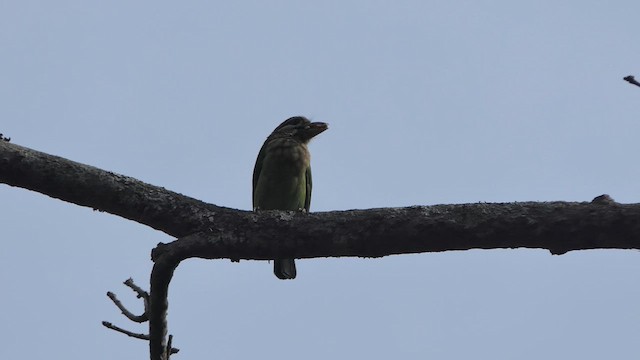 White-cheeked Barbet - ML617644999