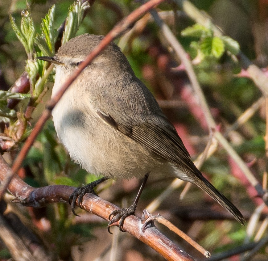 Mountain Chiffchaff - Sachin Kumar Bhagat