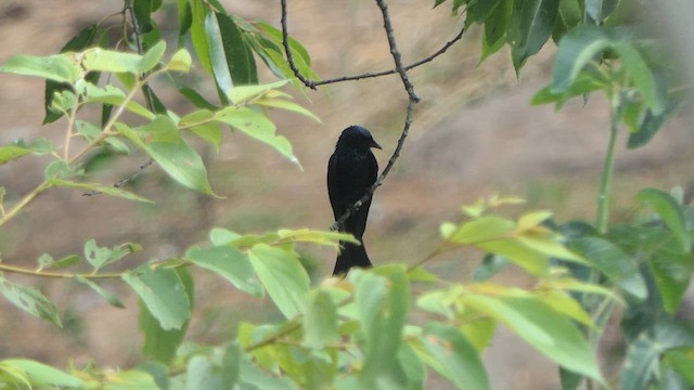 Bronzed Drongo - ML617645004