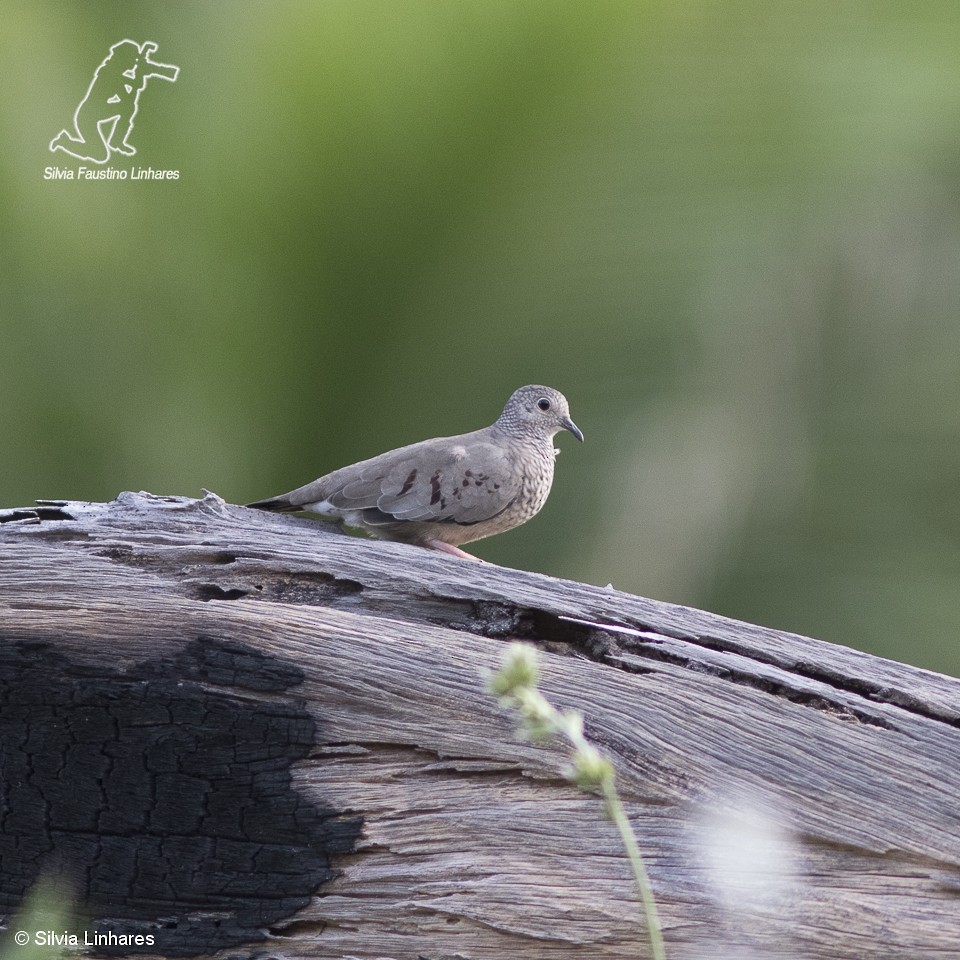 Common Ground Dove - Silvia Faustino Linhares