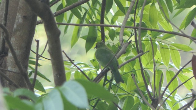 Golden-fronted Leafbird - ML617645019