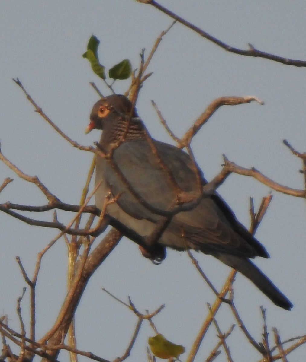 Scaly-naped Pigeon - ML617645024