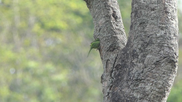 White-cheeked Barbet - ML617645026