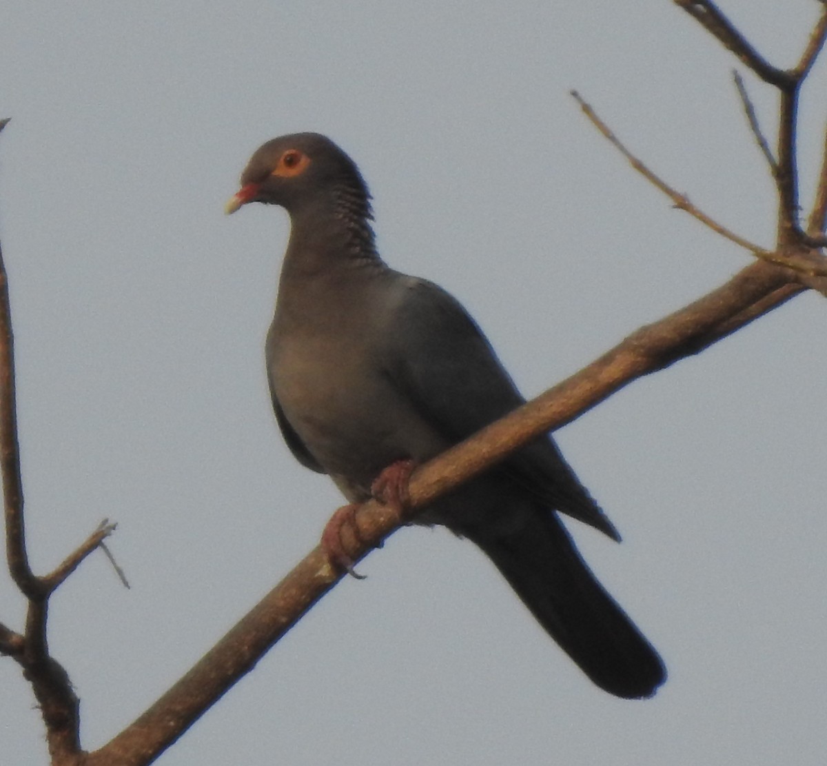 Scaly-naped Pigeon - ML617645037