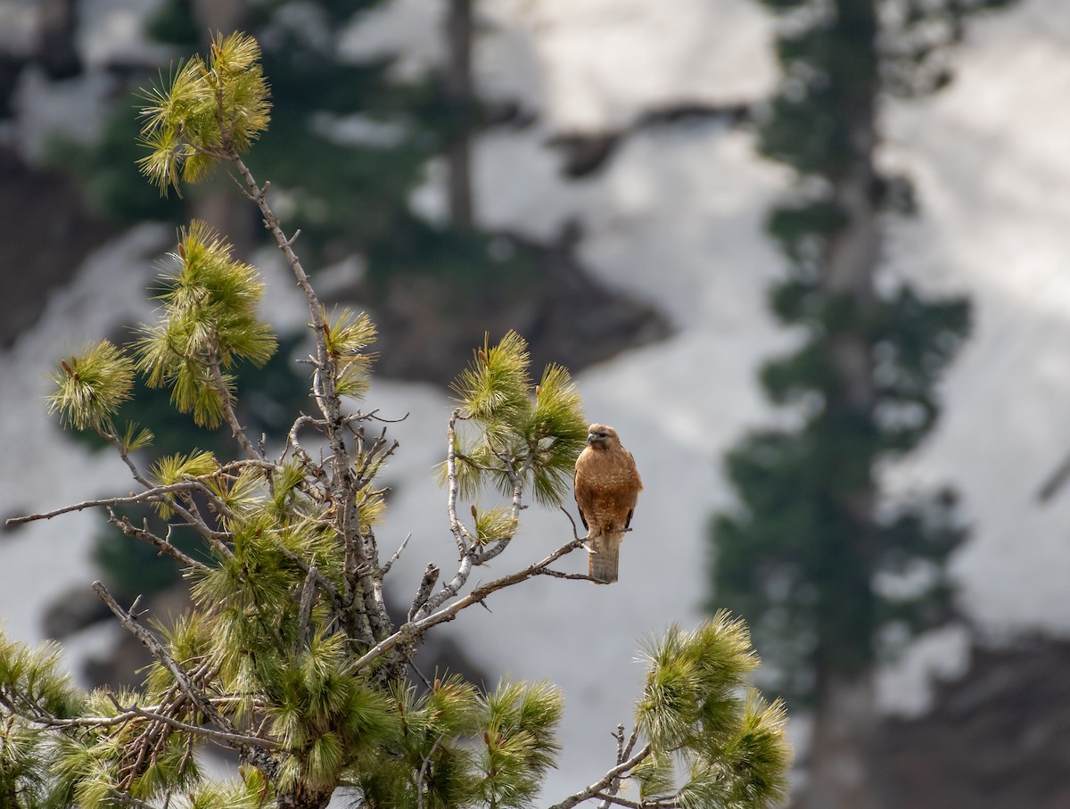 Himalayan Buzzard - Sachin Kumar Bhagat