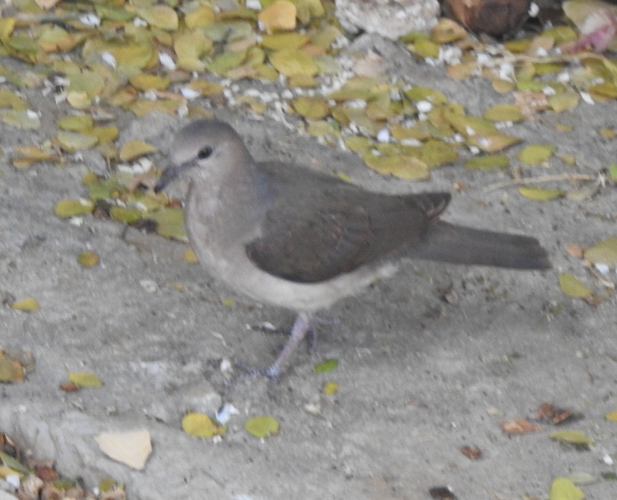 White-tipped Dove - ML617645070