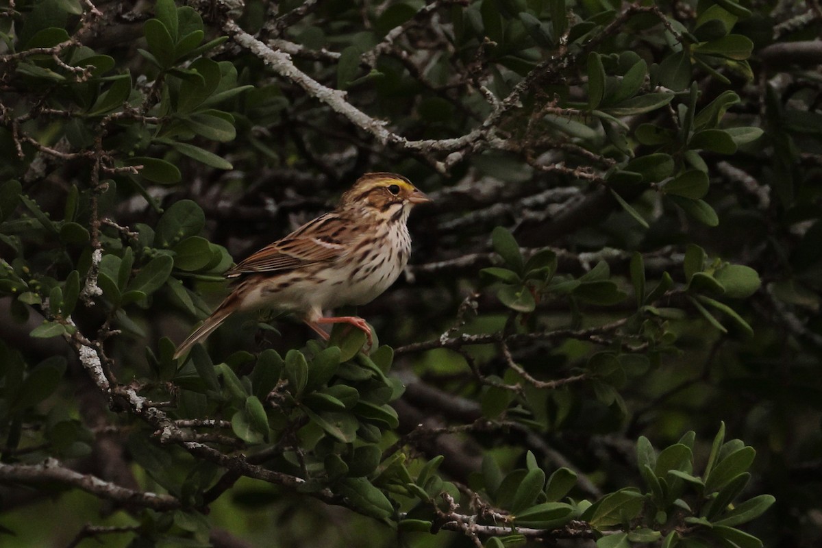 Savannah Sparrow - ML617645086