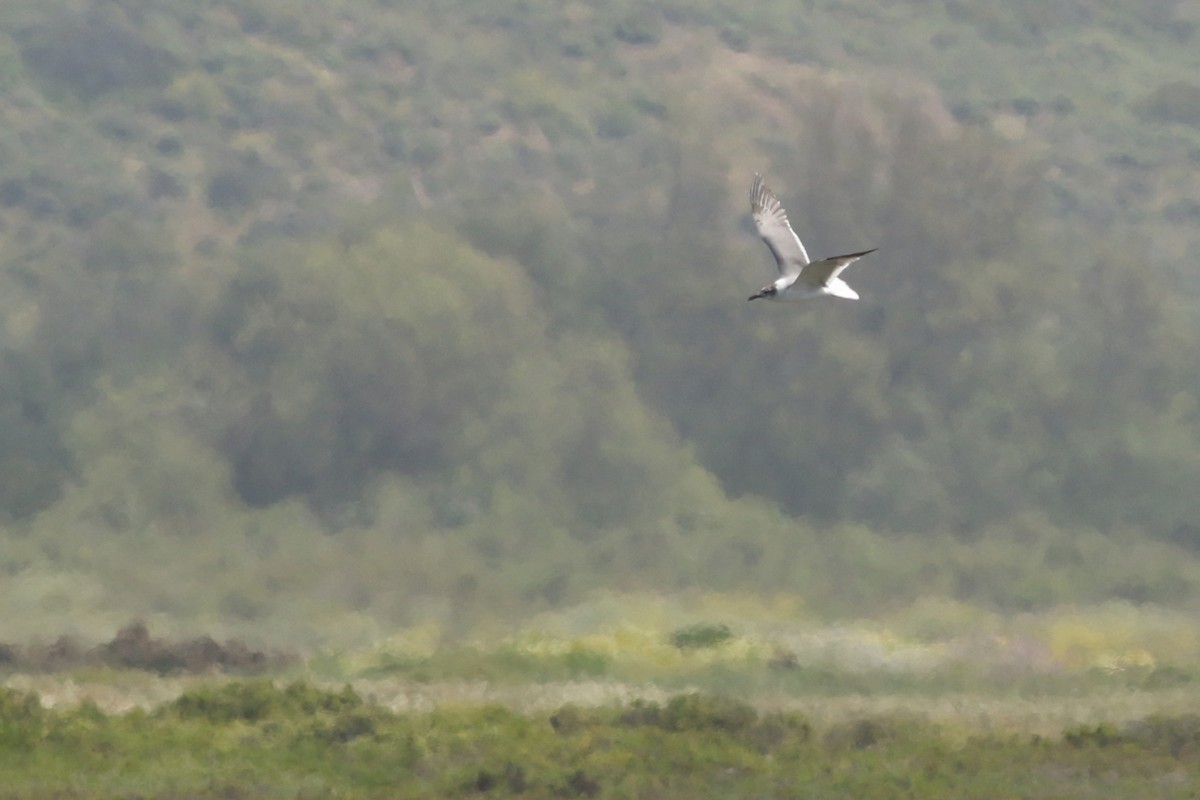 Gaviota Guanaguanare - ML617645114