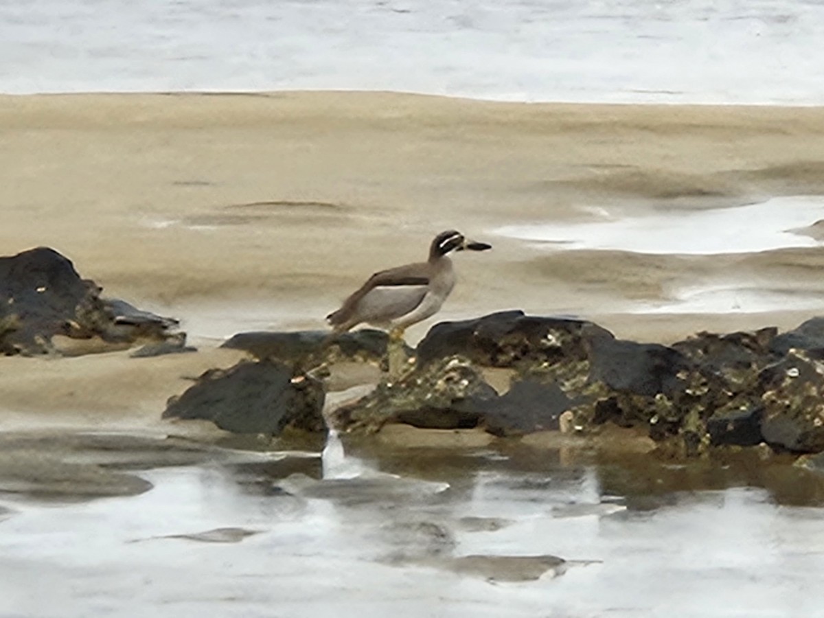 Beach Thick-knee - Carl Handreck