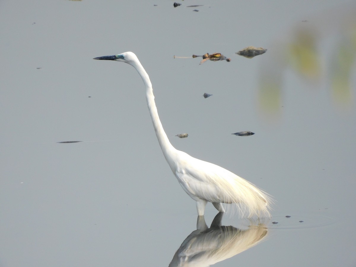 Great Egret - Sushant Pawar