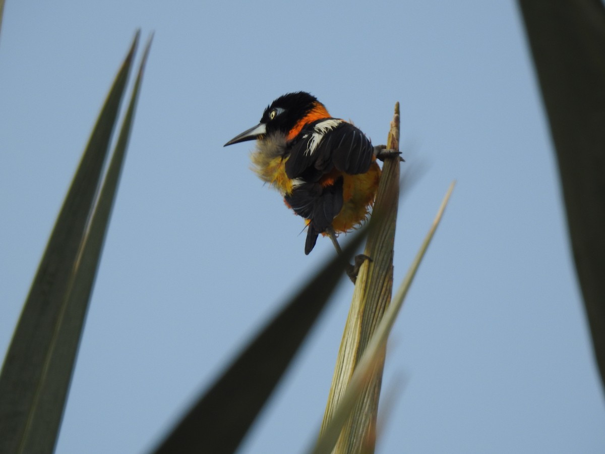 Venezuelan Troupial - ML617645128