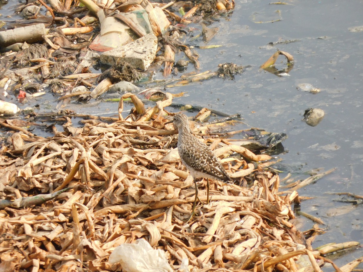 Wood Sandpiper - Sushant Pawar