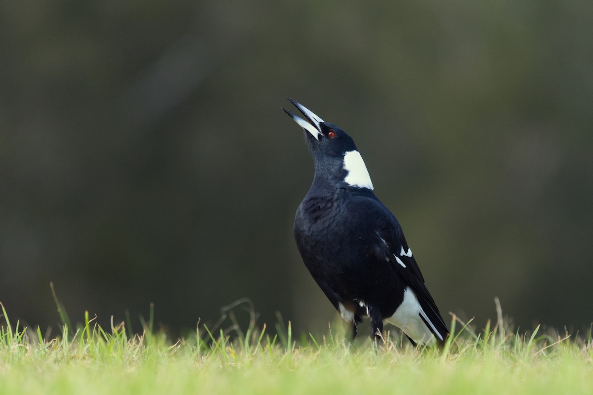 Australian Magpie - ML617645137