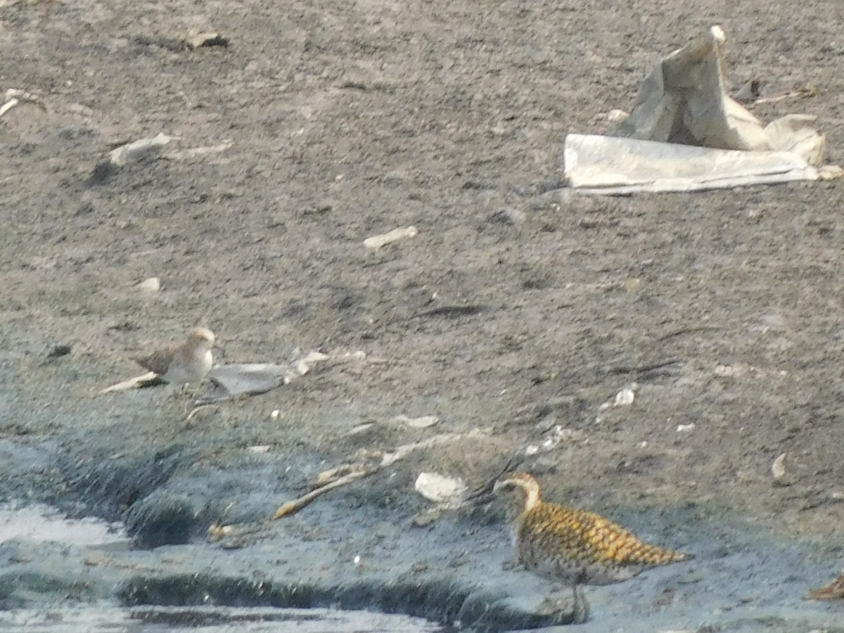 Pacific Golden-Plover - Sushant Pawar