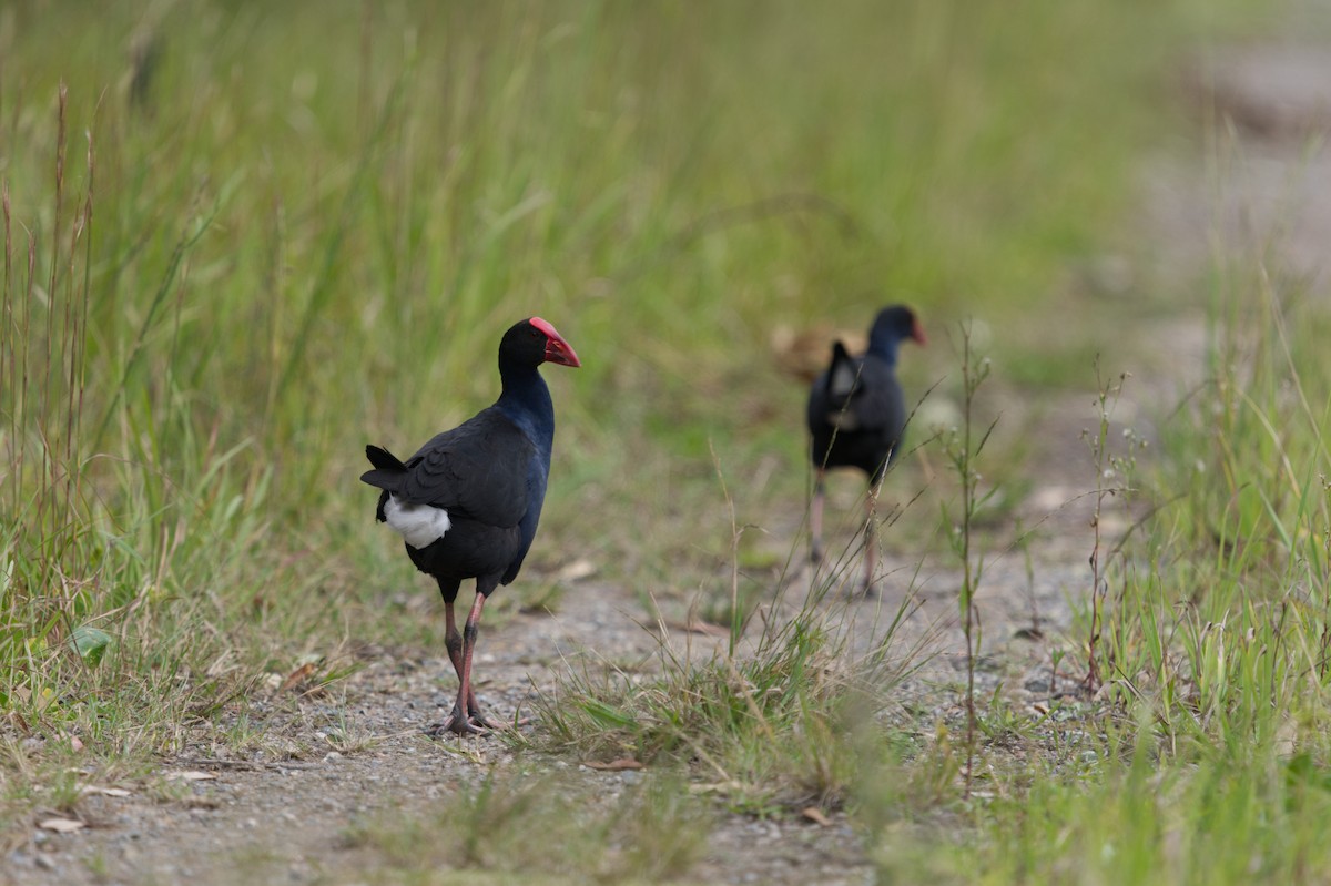 Australasian Swamphen - ML617645147