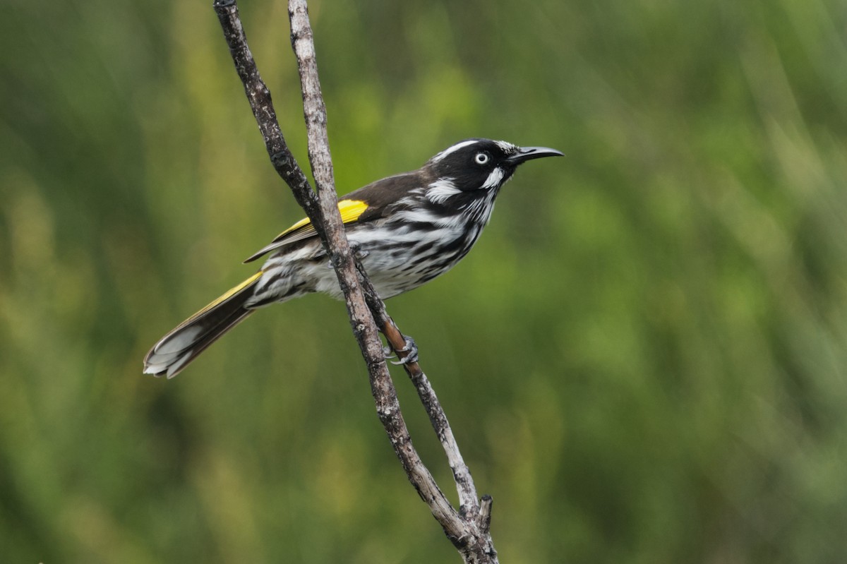 New Holland Honeyeater - ML617645149