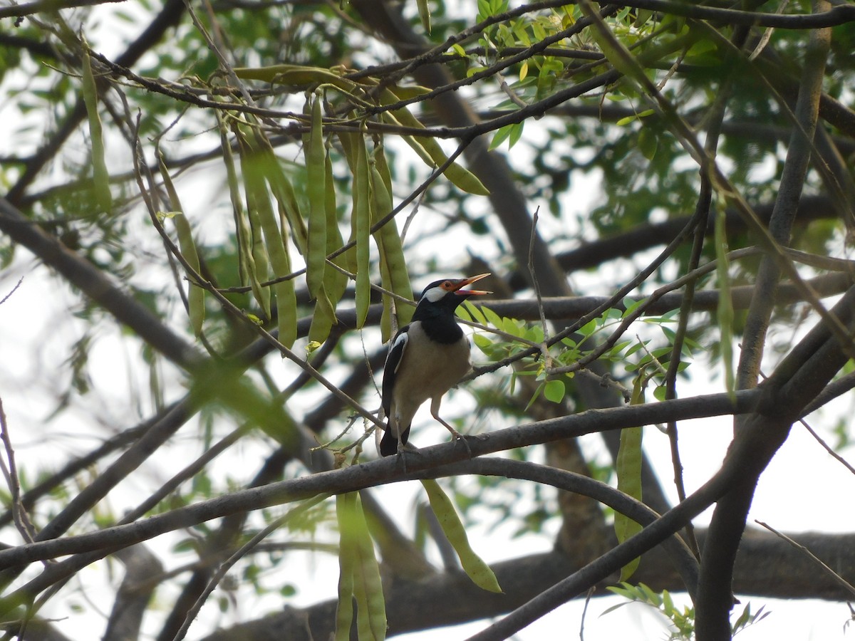 Indian Pied Starling - Sushant Pawar