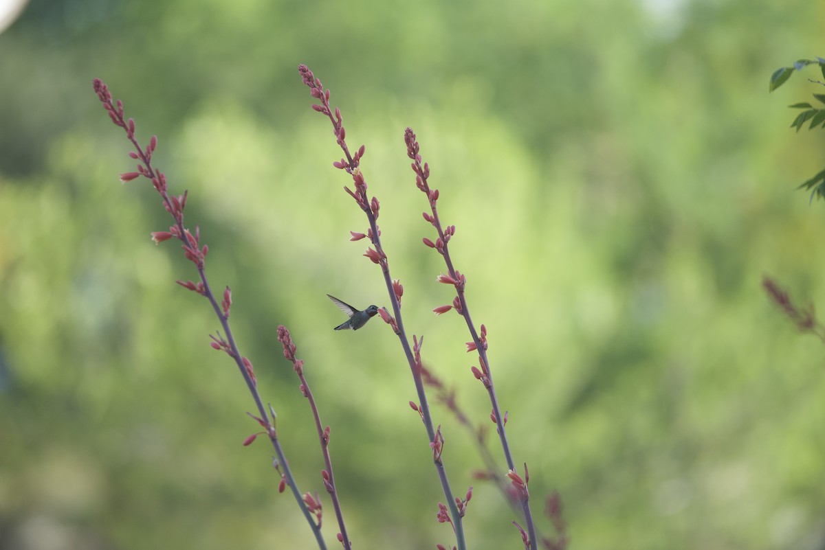 Anna's Hummingbird - Robert Carter