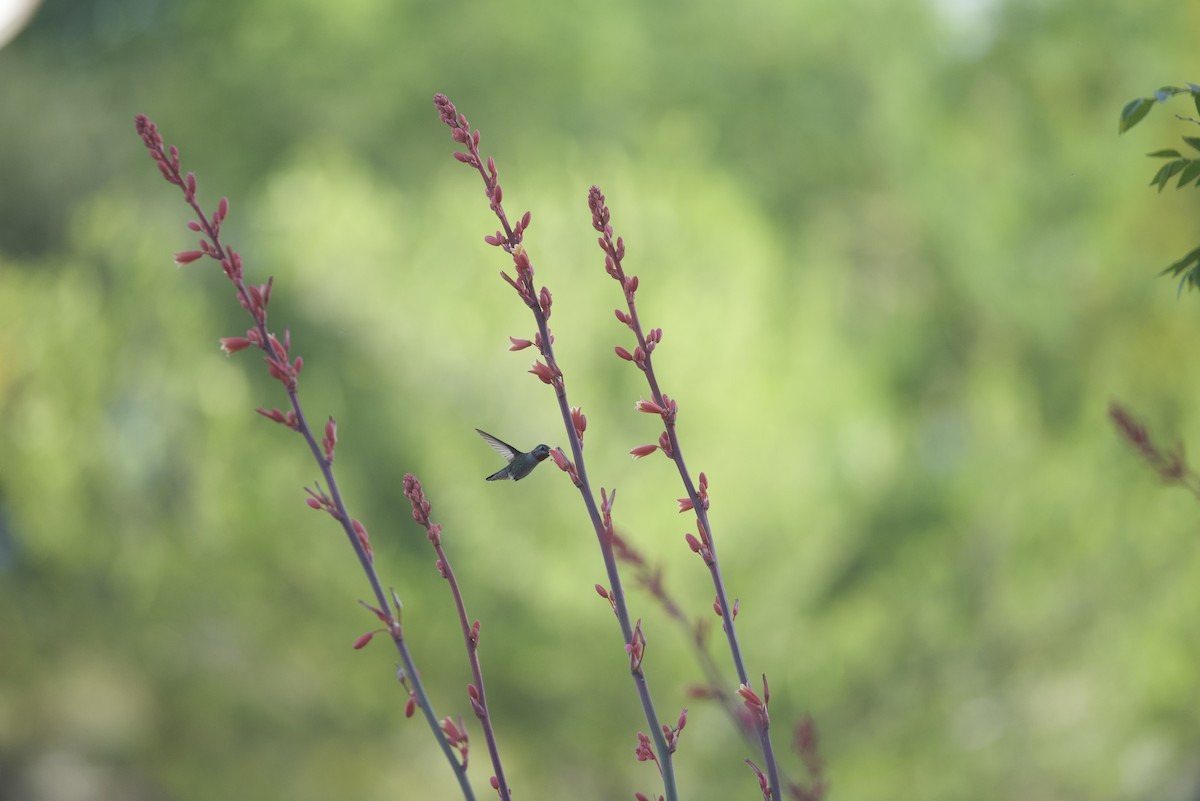 Colibrí de Anna - ML617645169