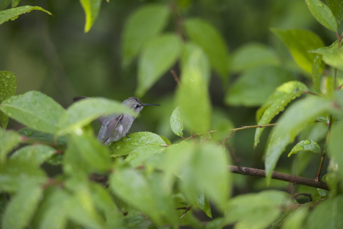 Costa's Hummingbird - Robert Carter