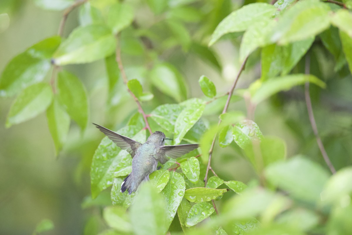 Colibrí de Costa - ML617645172