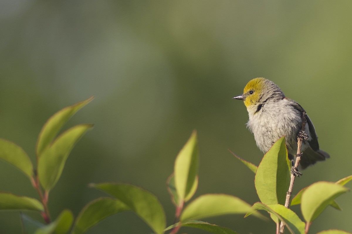 Verdin - ML617645183