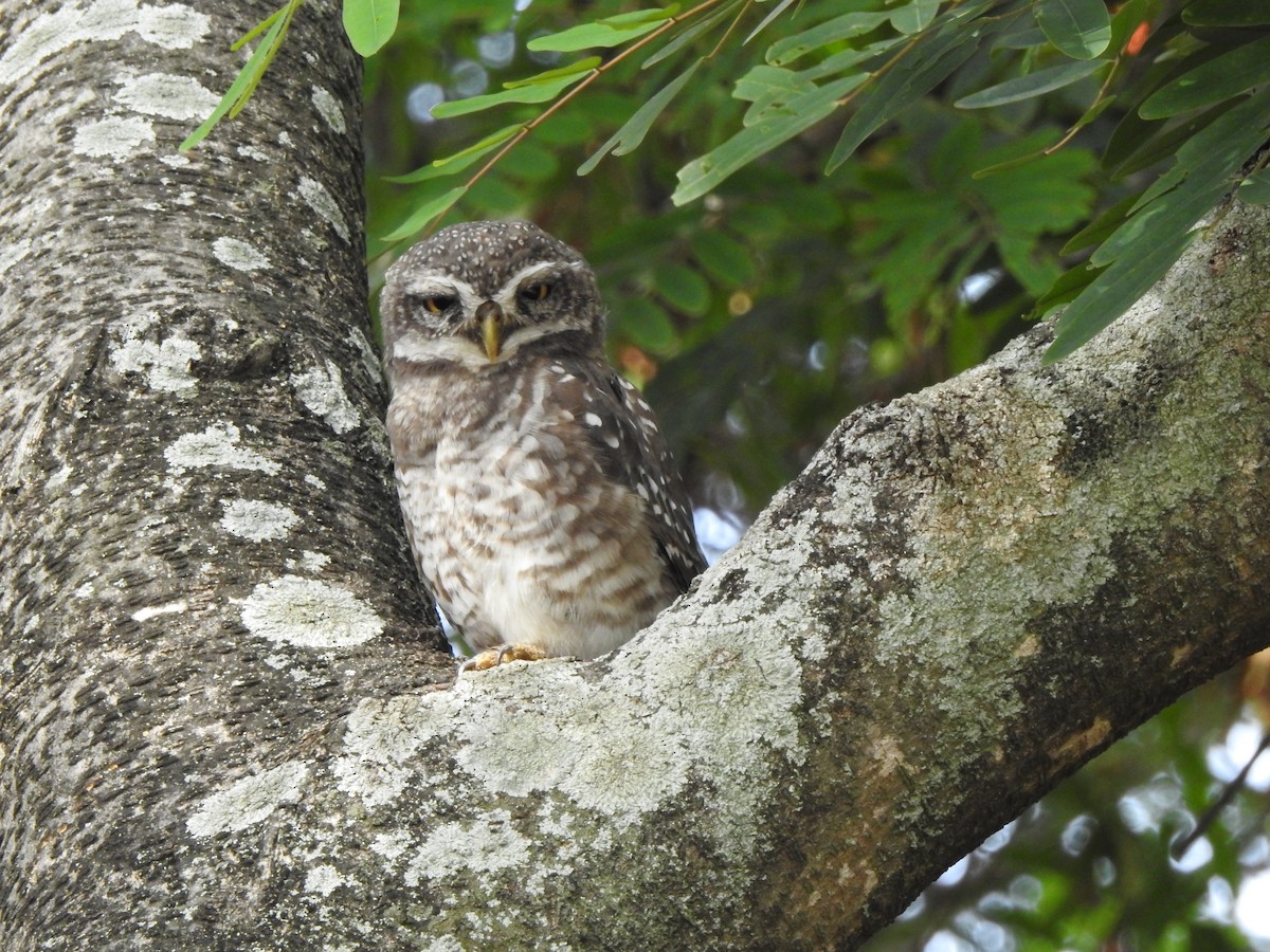 Spotted Owlet - ML617645217