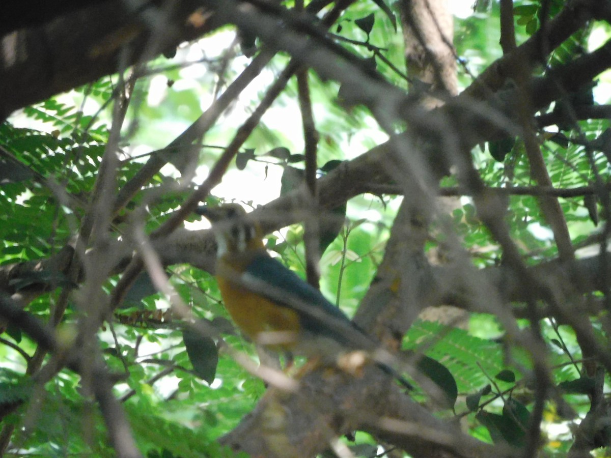 Orange-headed Thrush - Sushant Pawar