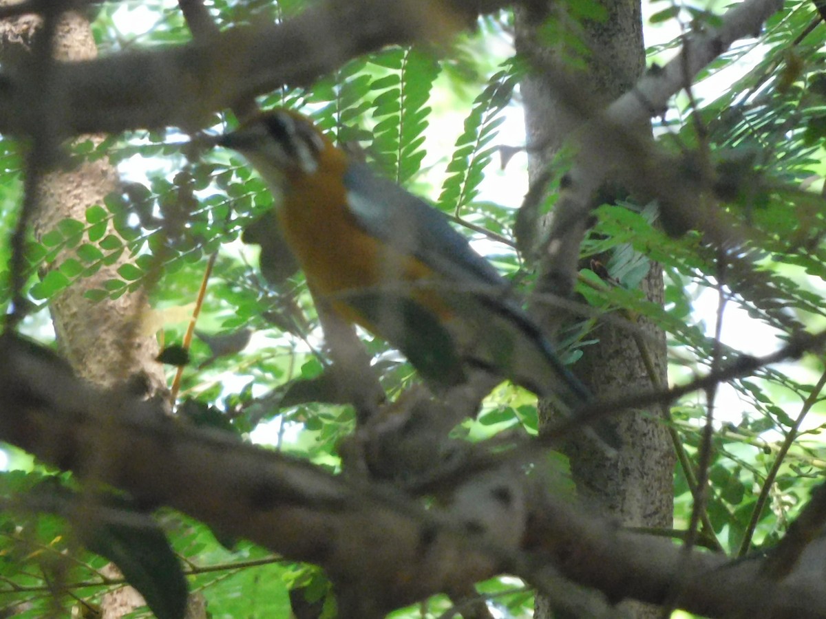 Orange-headed Thrush - Sushant Pawar