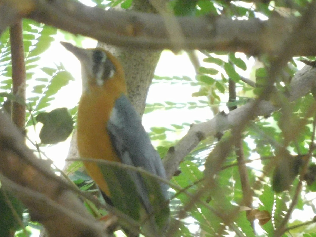 Orange-headed Thrush - Sushant Pawar