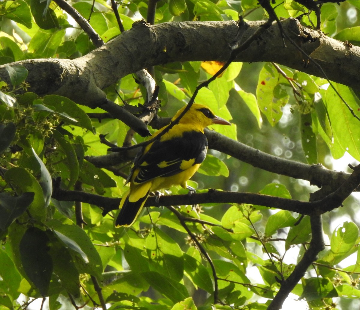 Indian Golden Oriole - ML617645225