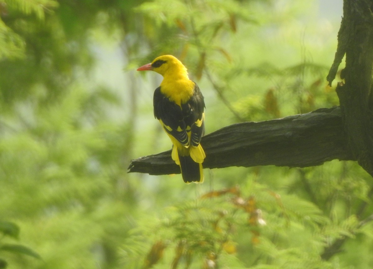 Indian Golden Oriole - ML617645226