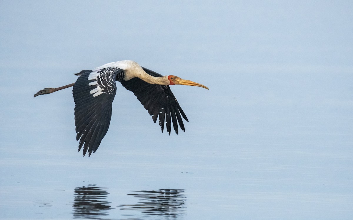 Painted Stork - ML617645227