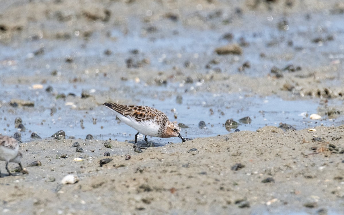 Rotkehl-Strandläufer - ML617645229