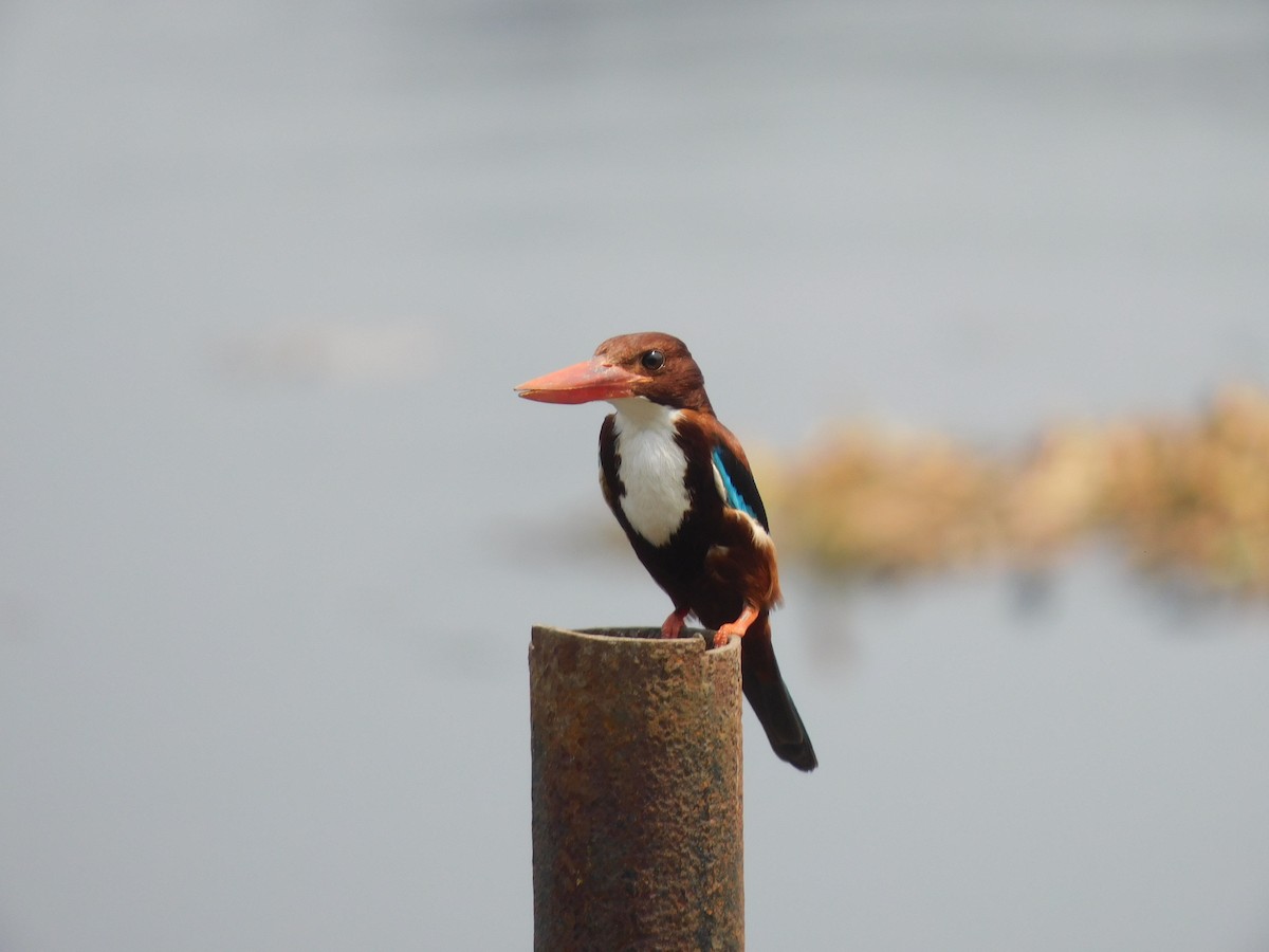 White-throated Kingfisher - Sushant Pawar