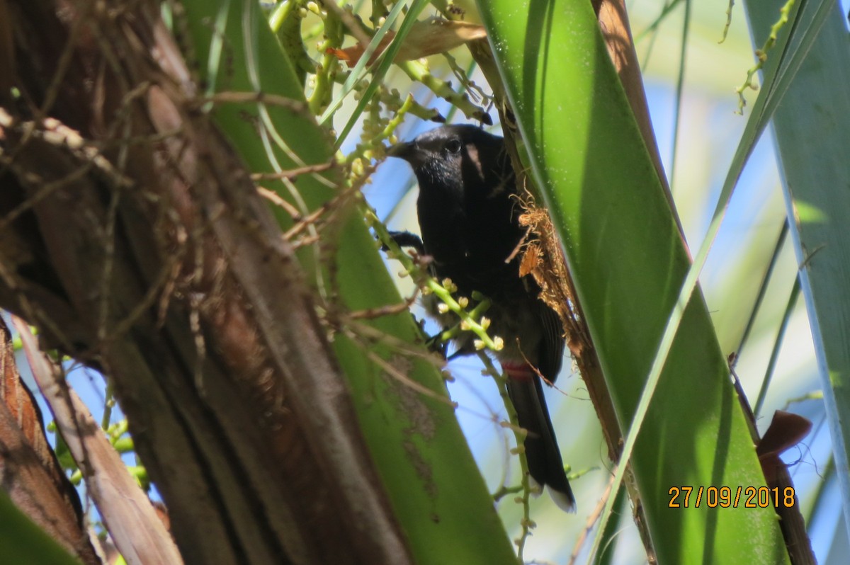 Striated Starling - ML617645240