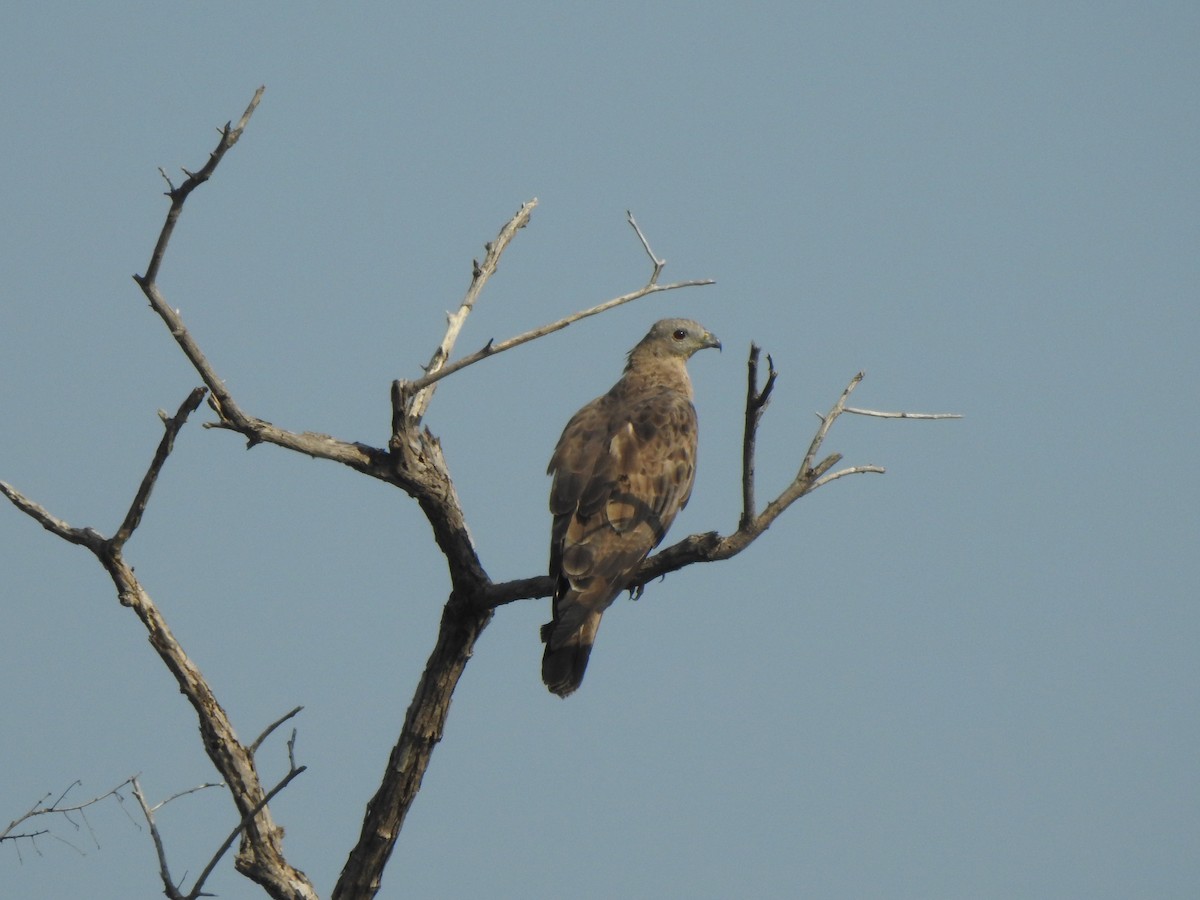 Oriental Honey-buzzard - ML617645248
