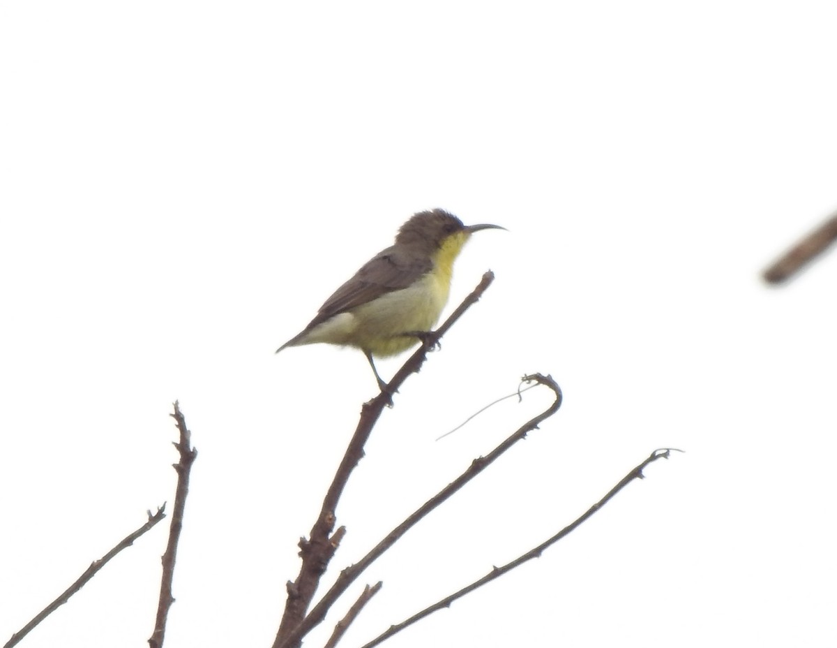 Purple Sunbird - ML617645256