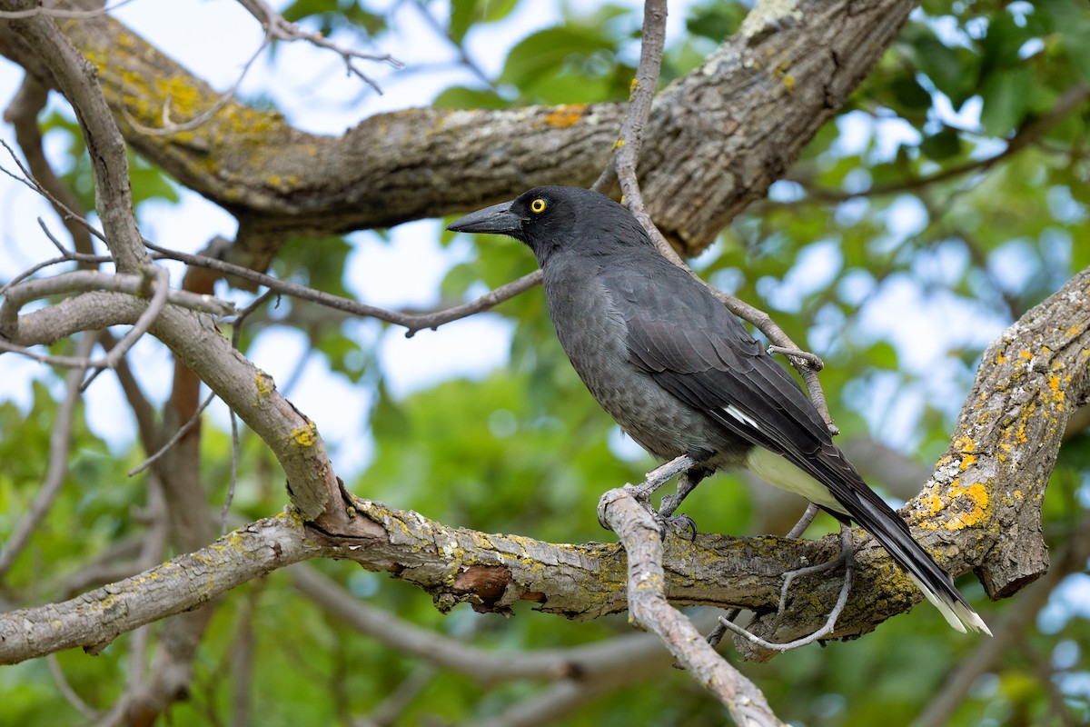 Pied Currawong - ML617645258