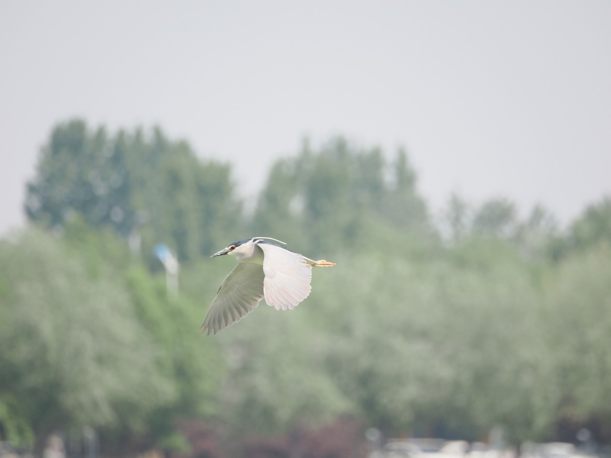 Black-crowned Night Heron - ML617645263