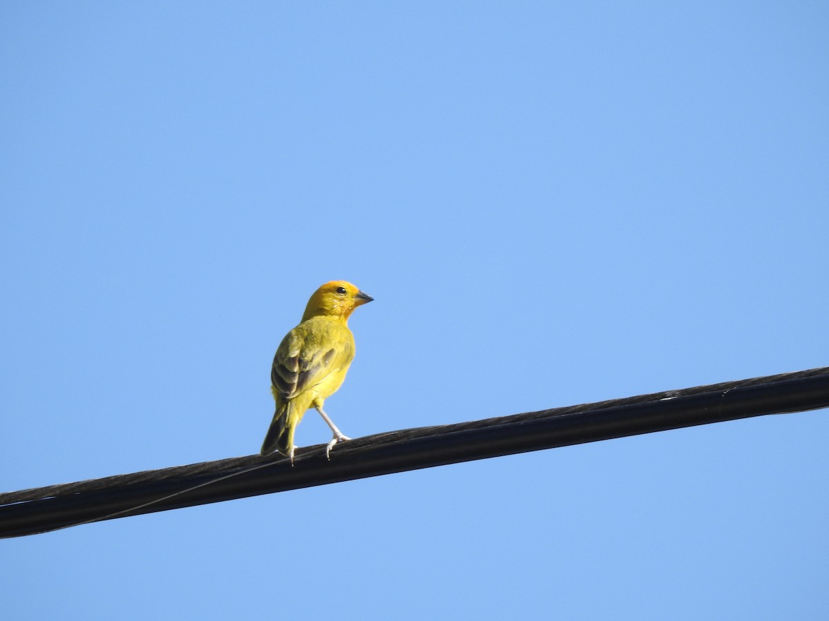 Saffron Finch - Esther Faria