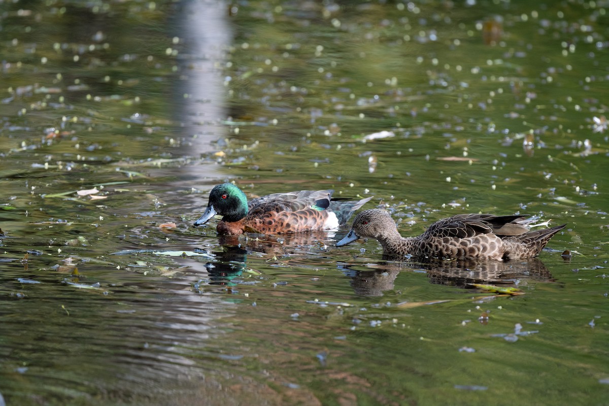 Chestnut Teal - ML617645288