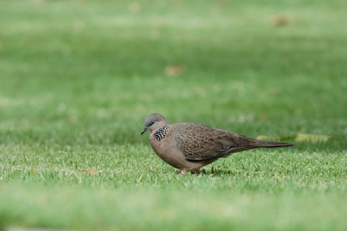 Spotted Dove - ML617645297